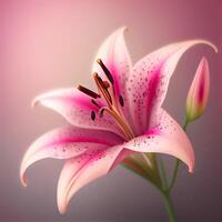 Blooming Fragrant Pink Lily Illustration photo