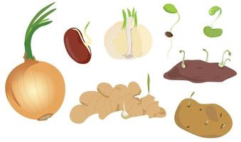 Set of spouting vector illustration. Sprouting onions, sprouting garlic bulbs, seed, potato, sweet potato, bean, ginger root.  Sprouted. 3D cartoon vector. Issolated on white background.