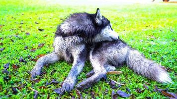 cane leccata pelliccia, siberiano rauco pulito te stesso con il tuo lingua su il verde prato. video