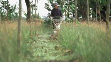 uma fêmea agricultor é usando uma andarilho gramado cortador de grama dentro a jardim. video