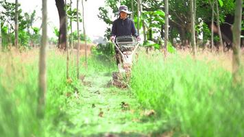 en kvinna jordbrukare är använder sig av en gå-bakom gräsmatta gräsklippare i de trädgård. video