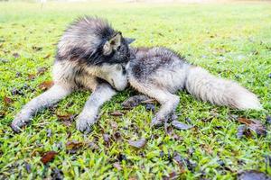 Siberian husky, muddy, lying on the green grass. photo