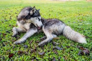 Siberian husky, muddy, lying on the green grass. photo