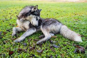 Siberian husky, muddy, lying on the green grass. photo