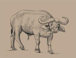 Sketch of Buffalo vector