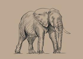 Sketch of Elephant vector