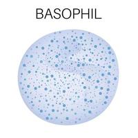 tipo de blanco sangre célula - basófilo. vector