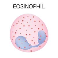 Type of white blood cell - Eosinophil. vector