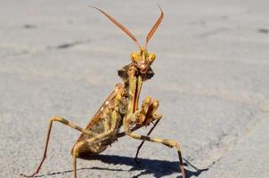 Mantis on the sidewalk photo