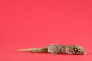 Small spotted gecko photo