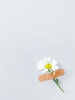 Beautiful chamomile flower with band-aid on white photo