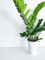 Zamioculcas Zamiifolia in a white pot isolated photo