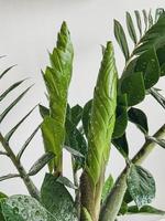 Zamioculcas zamifolia dollar tree. on white. close photo