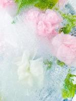 carnation, garden flowers frozen in ice. backgraund photo