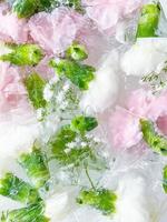 carnation, garden flowers frozen in ice. backgraund photo