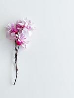 Closeup photo of pink magnolia flowers, isolated