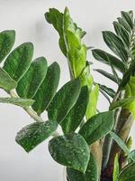 Zamioculcas zamifolia dollar tree. on white. close photo