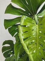 Leaves Monstera deliciosa plant. white background photo