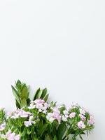 dianthus japonica and laurel leaves. floral frame photo