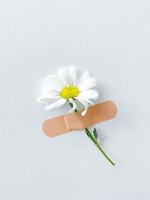 Beautiful chamomile flower with band-aid on white photo