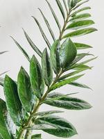 Zamioculcas Zamiifolia in a white pot isolated photo