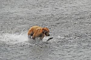 Kodiak Bear Chasing After a Salmon photo