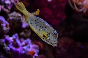 Fish in the aquarium photo