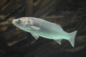 peces en el acuario foto