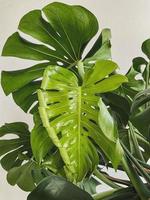 Leaves Monstera deliciosa plant. white background photo