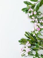 dianthus rosal japonés y laurel hojas. floral marco foto