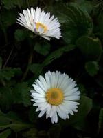 común margarita blanco flor planta foto