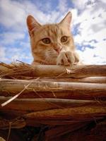 Cute apricot cat in the sun photo