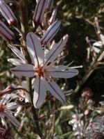 asfódelo ramosus blanco flores planta foto