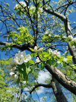 Blooming apple tree with white flowers close up on the blue sky background. Spring in the park. photo