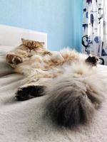 Fluffy ginger British longhair cat sleeping with belly up photo