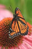 viceroy butterfly on coneflower photo