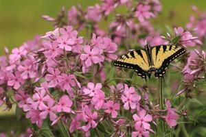 Tigre cola de golondrina mariposa en pradera flox foto