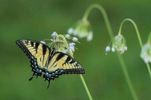 eastern tiger swallowtail on nodding onion photo