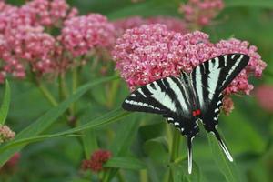 zebra swallowtail butterfly on swamp milkweed photo