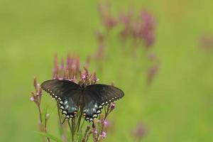 spicebush swallowtail butterfly on blue vervain photo