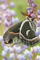 cecropia moth on lupines photo