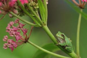 gray treefrog on swamp milkweed photo