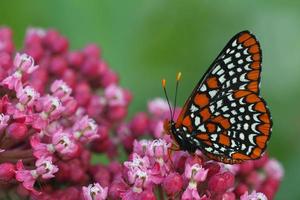 baltimore checkerspot mariposa en pantano algodoncillo foto