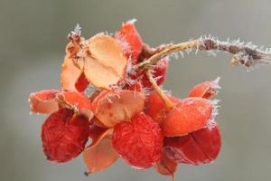 bittersweet berries with frost photo