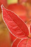frost on fall leaves photo