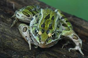 leopard frog on wood photo