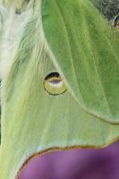 luna moth wing photo
