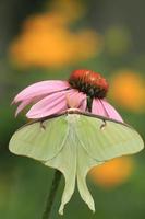 luna moth on coneflower photo