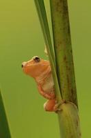spring peeper on reed photo