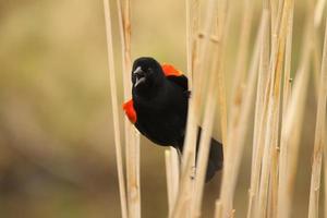 red winged blackbird calling photo
